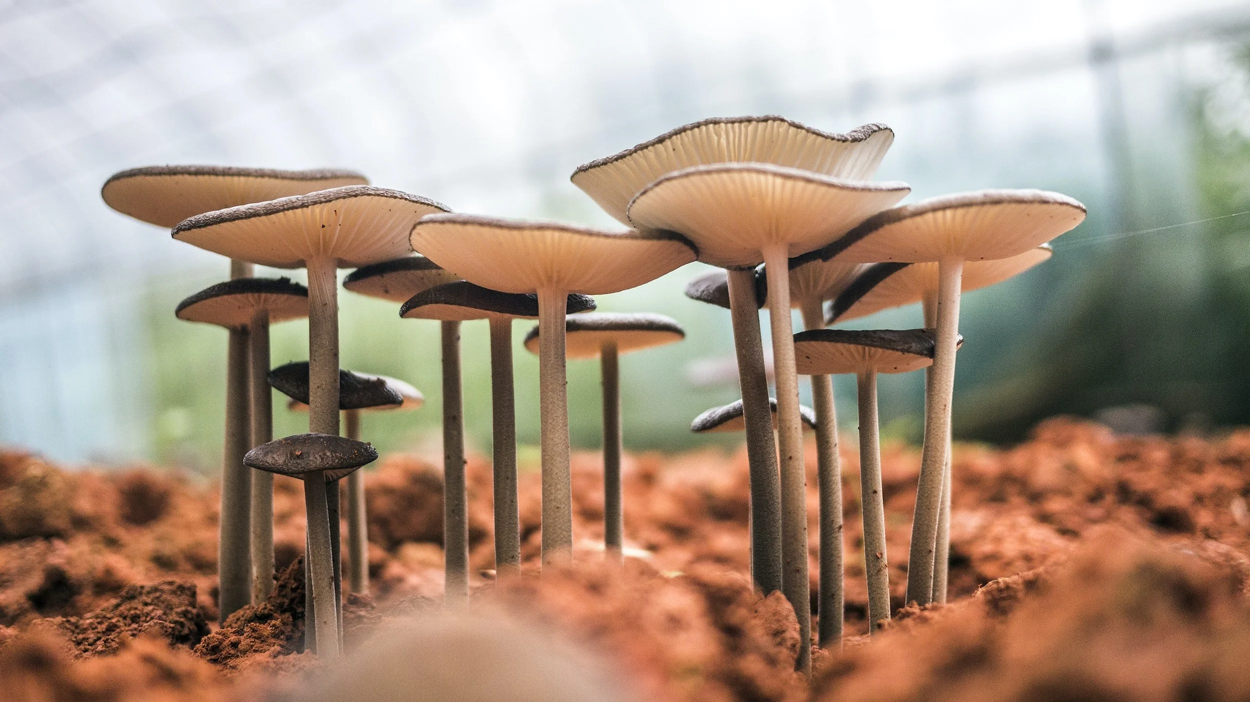 A gathering of mushrooms rising from the forest floor